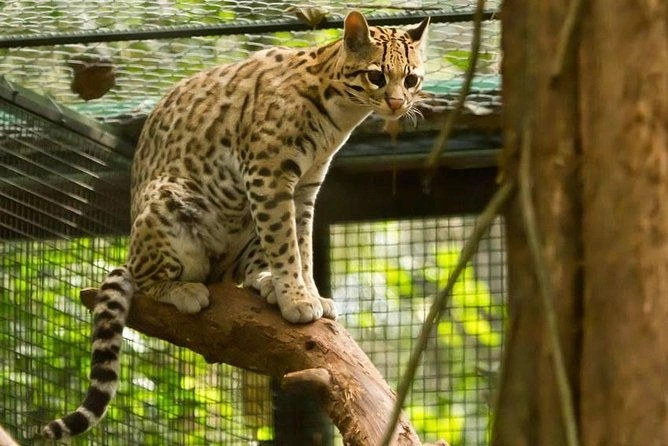Guira Oga Puerto Iguazú fauna