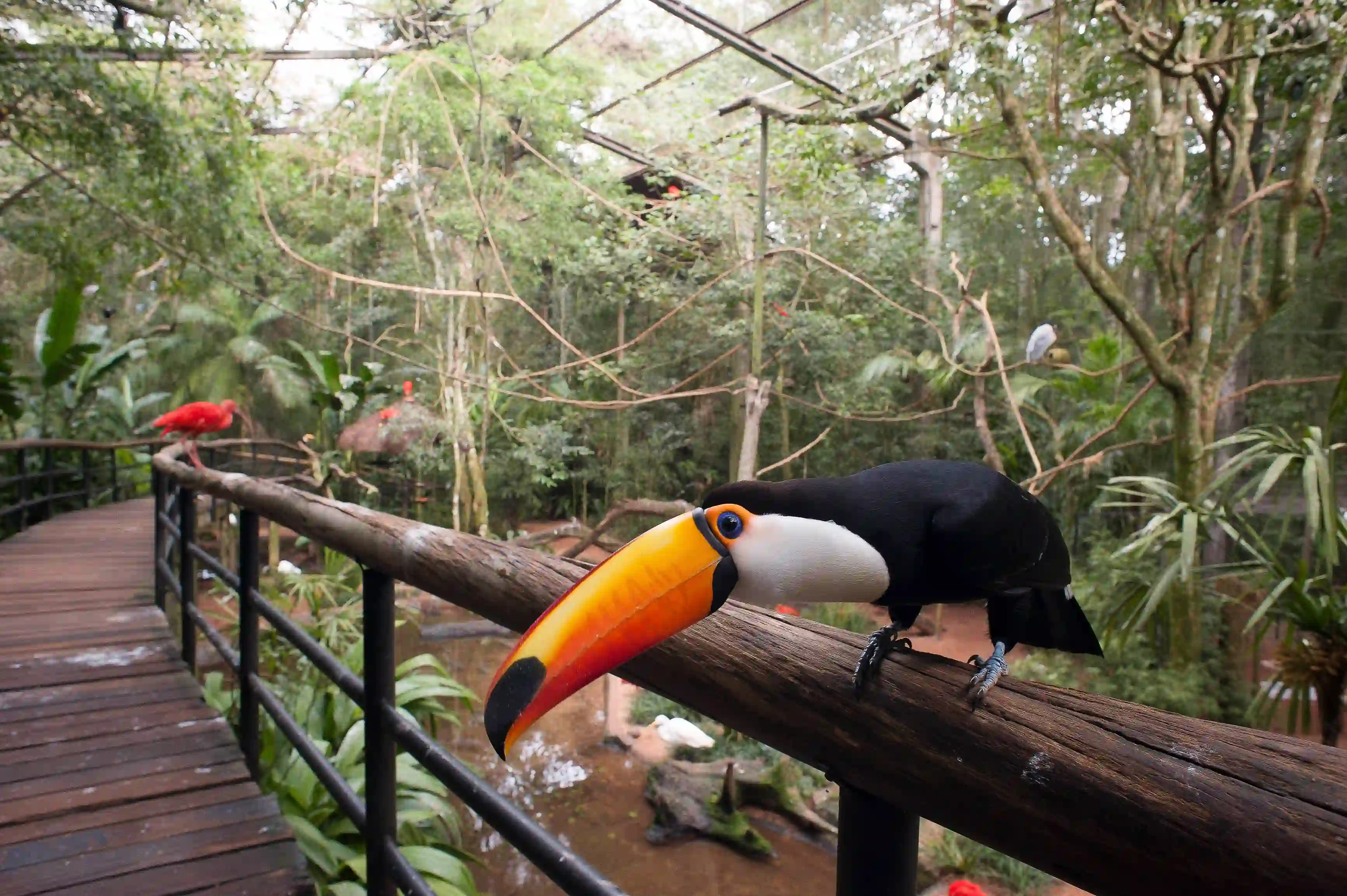 Tucanes en el Parque de las Aves Brasil